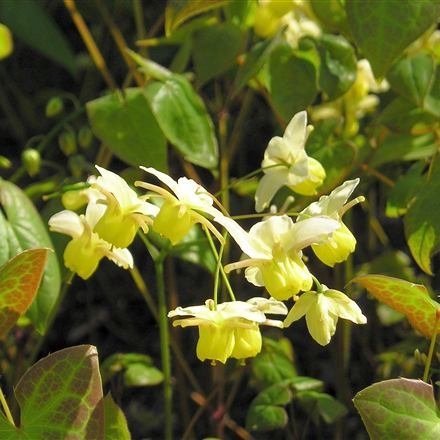 Epimedium, known as horny goat weed