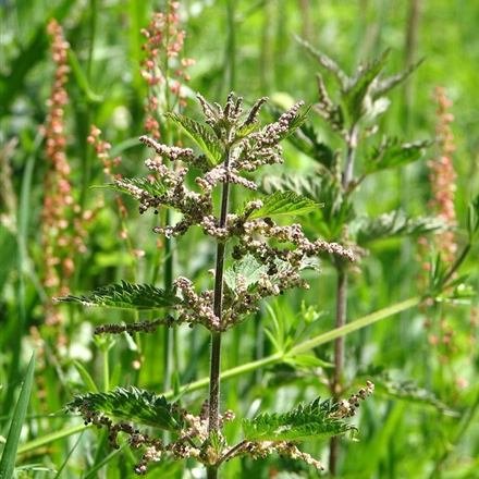 Urtica dioica, stinging nettle