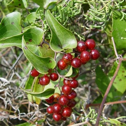 Smilax, the sarsaparilla vine