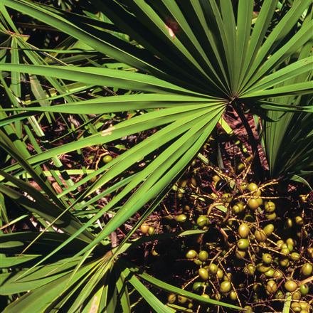Serenoa repens, the saw palmetto plant