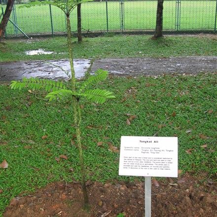 Eurycoma longifolia, the Tongkat Ali plant