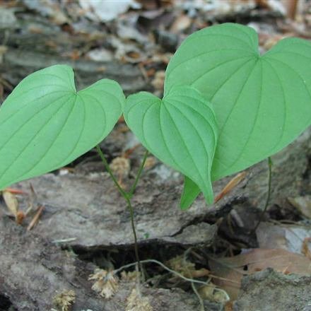 Dioscorea villosa, wild yam