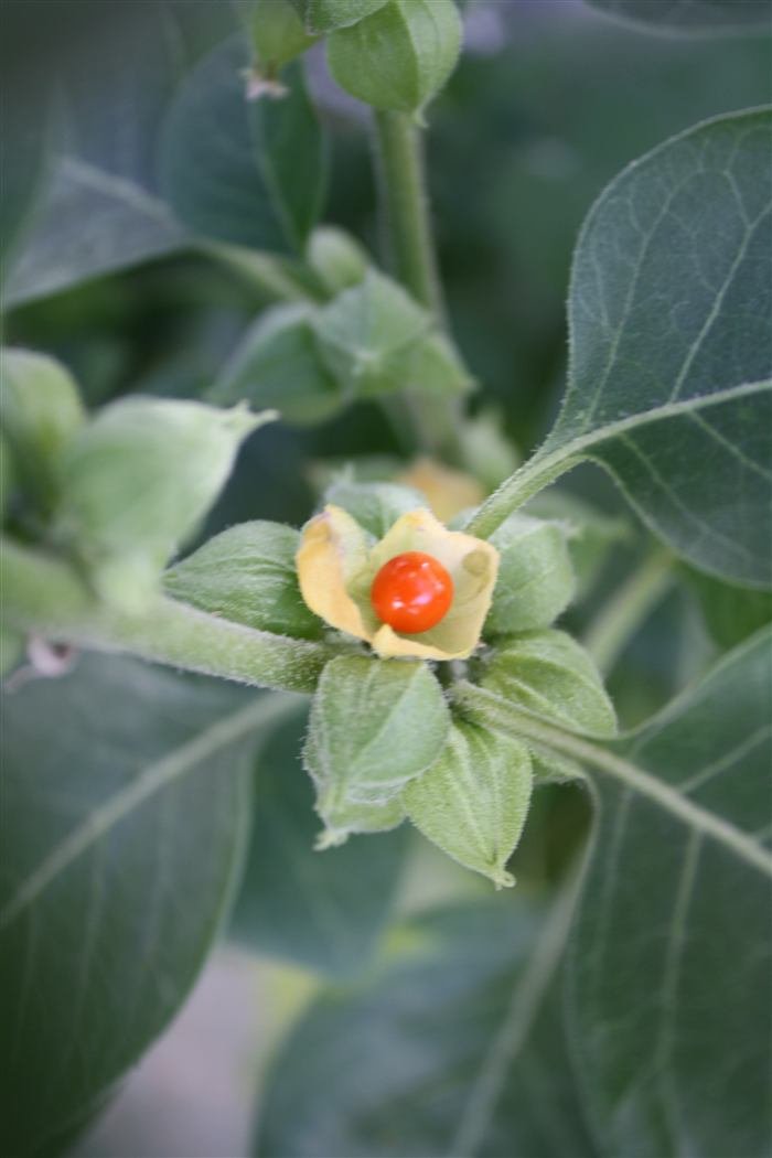 Withania somnifera, the ashwagandha plant, showing its fruit