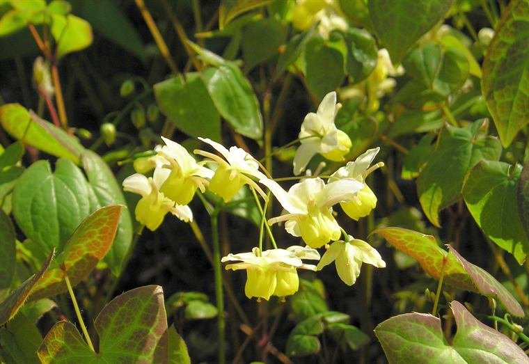 Epimedium plant, also known as horny goat weed
