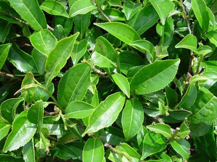 Camellia sinensis, the green tea plant