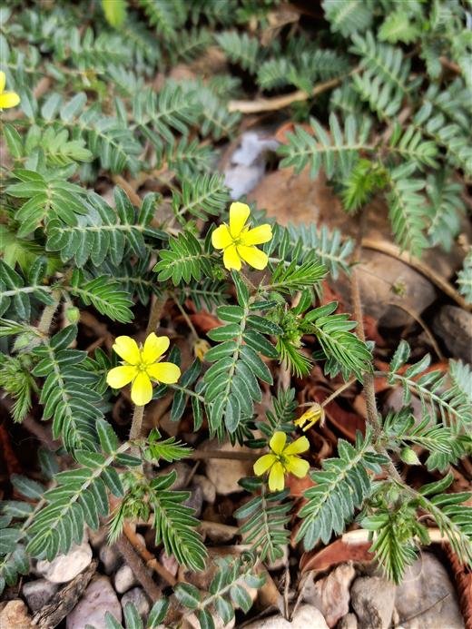 Tribulus terrestris plant with yellow flower
