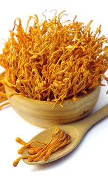 Cordyceps mushroom