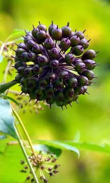 Eleuthero root