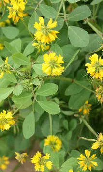 Fenugreek seeds