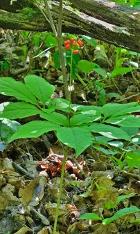 Panax ginseng root