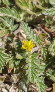 Tribulus terrestris fruit